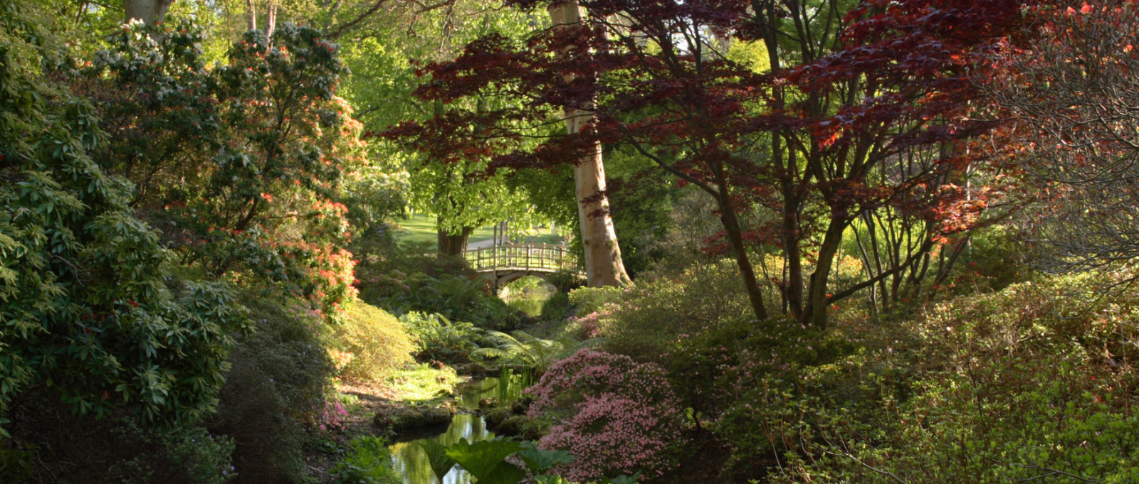 The Japanese Bridge at Exbury Gardens